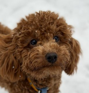 dreaming of a toy poodle