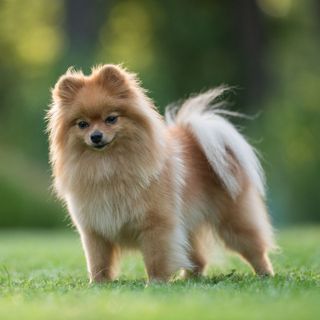 Pomeranian Spitz