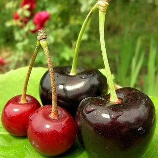 For cherries
