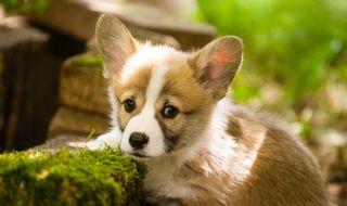 Corgi