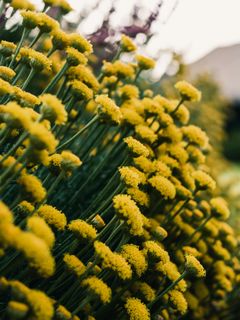 Flores amarillas