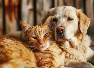 Opening of shelters, joy for little ones