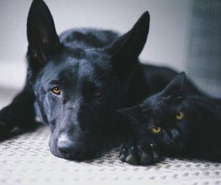 Dog and cat