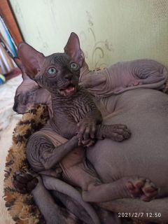 We want to buy a kitten