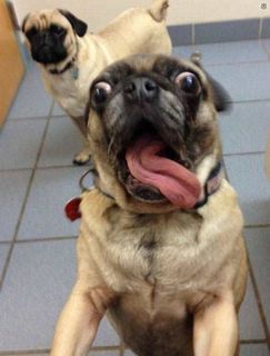 Pug / Pug / 30.000 tkn