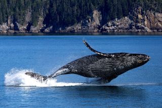 See whales