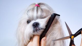 Open a animal Grooming saloon