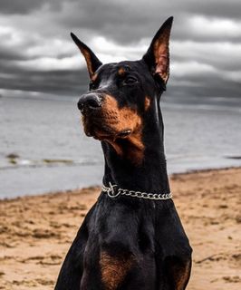 Doberman