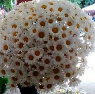 Huge bouquet of 30,000 tokens