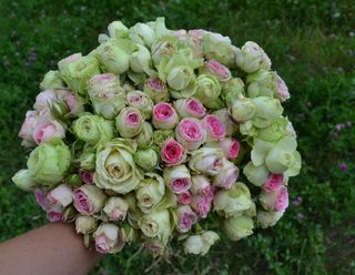 SEXVIAGRA69 wish list item 3 thumbnail