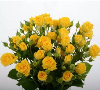Yellow roses...