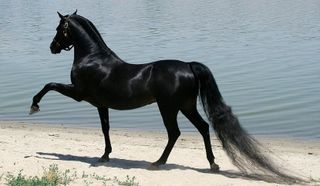I want to buy an Arabian horse)